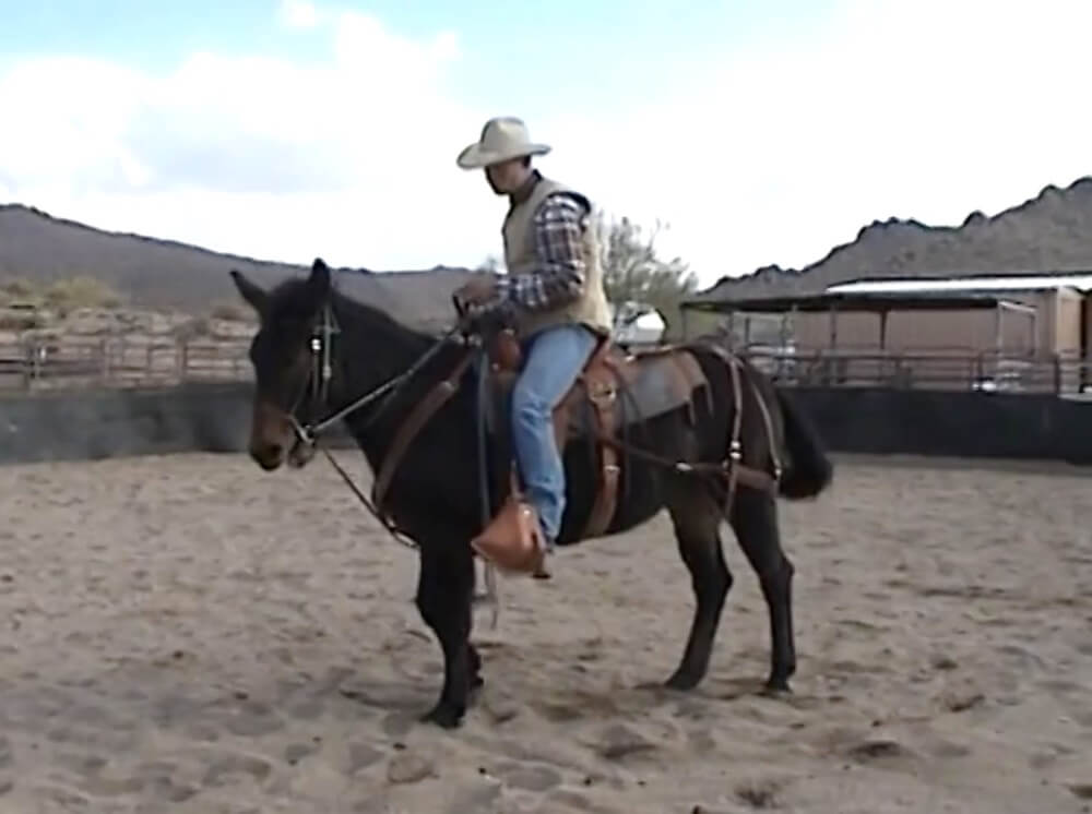 Mule Training Techniques, Steve Edwards Video Training for Mule Owners