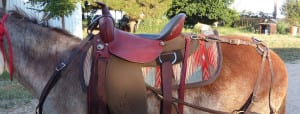 Saddle fitting for mules. Mule Training with Steve Edwards.