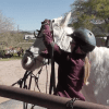 girl installing bridle on ear shy mule