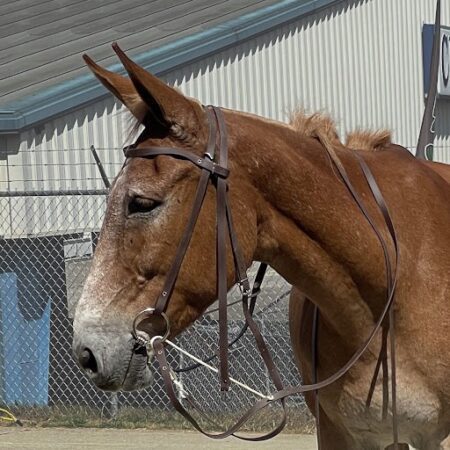 The Mule Rider's Martingale and Video