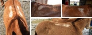 White hairs on mule's back from saddle scaring