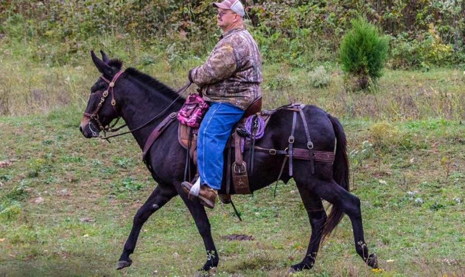 Saddle Pad for Mules Queen Valley Mule Ranch