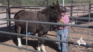 halter training with a mule