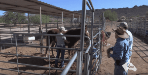 Steve Edwards training mule owners