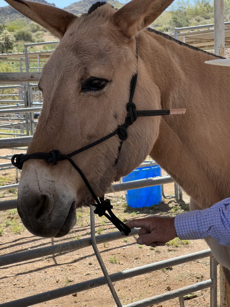 Mule and Donkey Rope Halter for Maximum Communication Mule Ranch