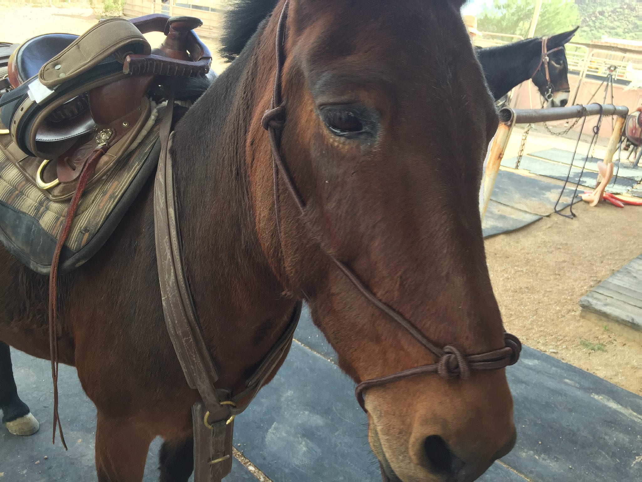 Mule and Donkey Rope Halter for Maximum Communication Black Color