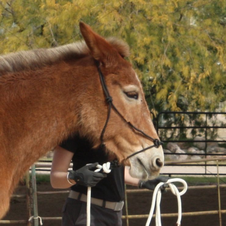 Rope Halter - Image 5