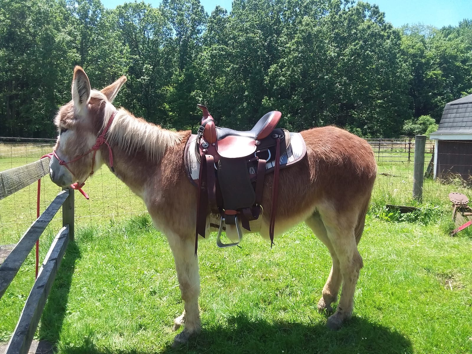 Lg.Donkey BLACK 3 Piece Driving Pad Set Saddle,Breast/Breech Pony & Pony Mule 