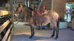 Mule rigged with breast collar article featured image