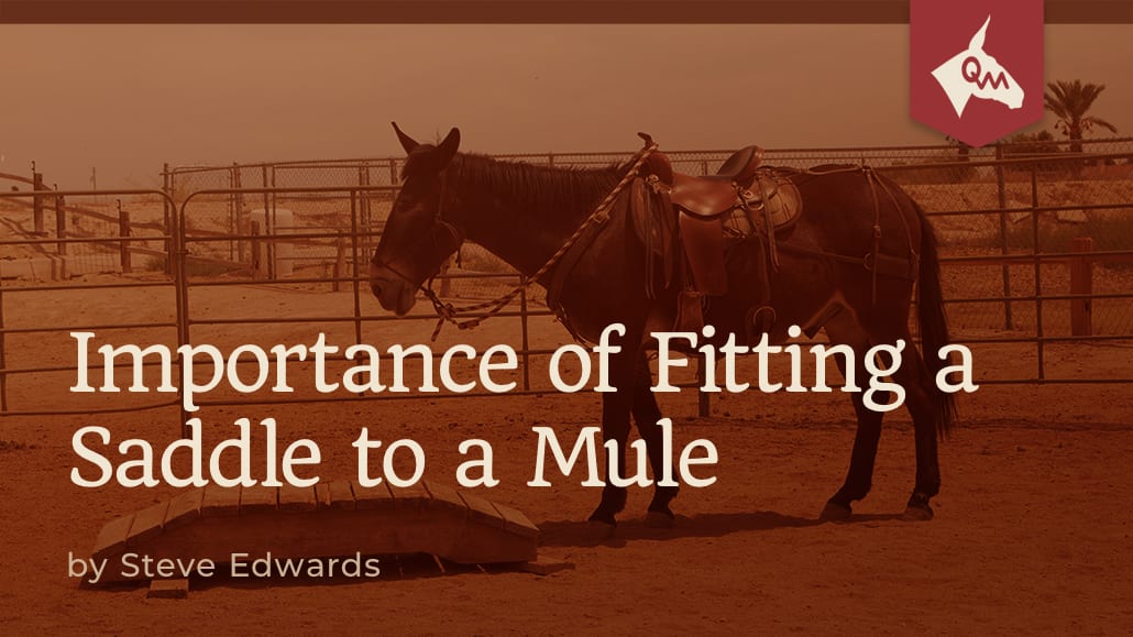 Importance of Fitting a Saddle to a Mule Queen Valley Mule Ranch