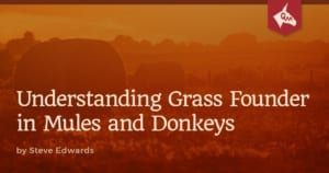 Grass Founder Article Featured Image