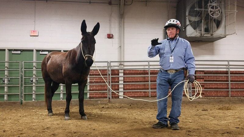 Steve Edwards training a mule using the come-a-long rope.