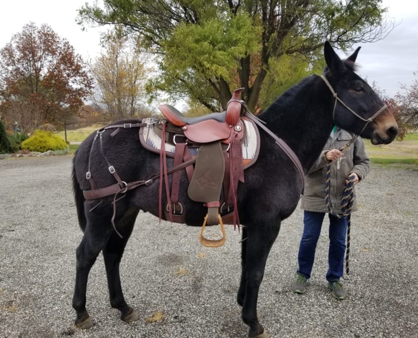 Mule wearing Steve Edwards Trail Lite Saddle - picture of right side
