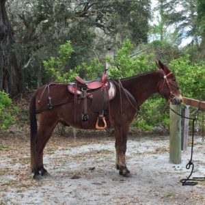 Mule tacked with saddle, cinches, beta brichen, beta breast collar, and saddle pad