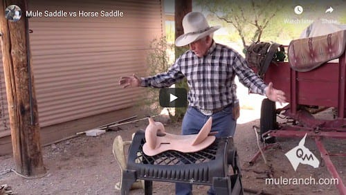Horse Saddle vs Mule Saddle Introduction