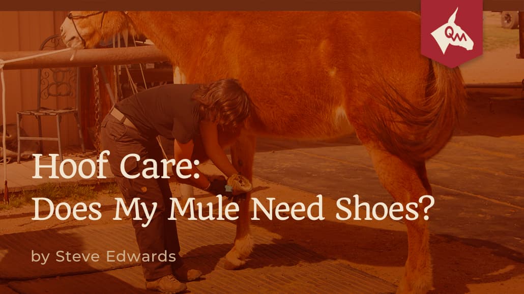Hoof Care Does My Mule Need Shoes? Queen Valley Mule Ranch
