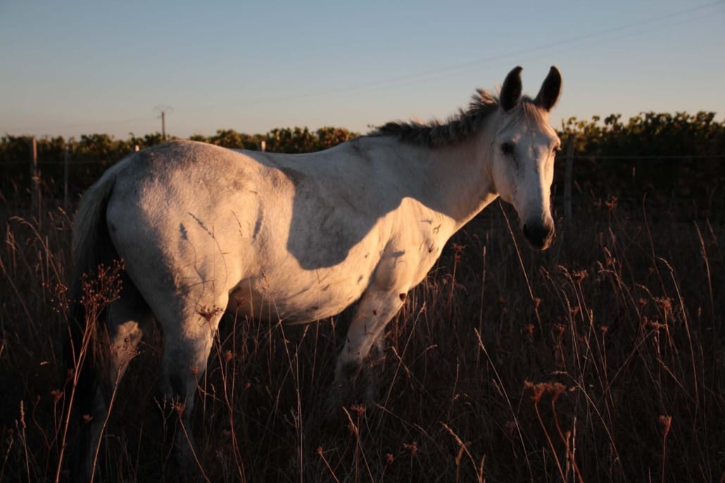 White mule in a field at sunset