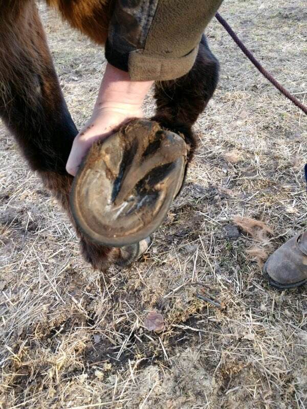 Mule hoofs that are centered