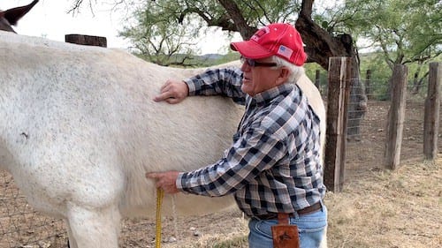 Steve Edwards showing how to measure a mule for cinch sizes