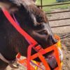 Grazing Muzzle for Mules