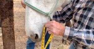 Measuring mule's mouth for correct bit size
