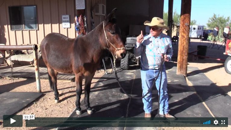 Screenshot from Gaining Trust. Getting Results. Mule and Donkey Training Video