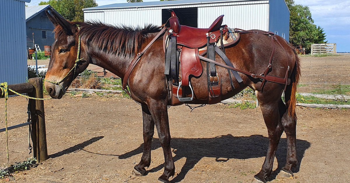 The Extreme Ultralight Saddle Mule and Donkey Saddles from QVMR
