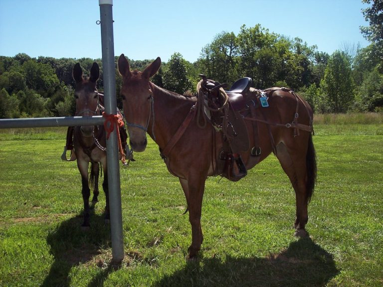 Mule Saddle Pads Designed to Give Your Mule Ultimate Comfort