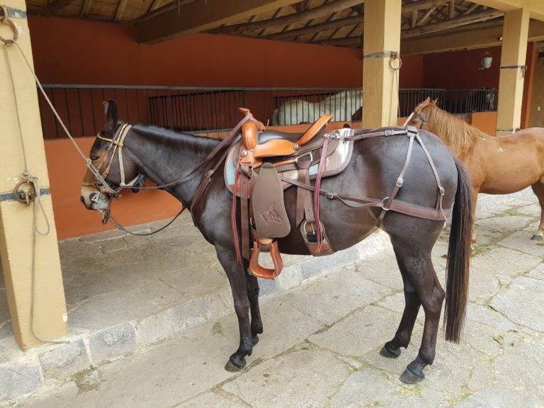 mule-saddle-riding-columbia-1
