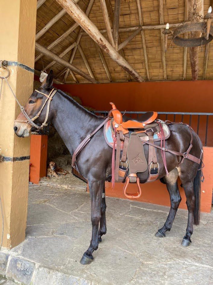mule-saddle-riding-columbia-3
