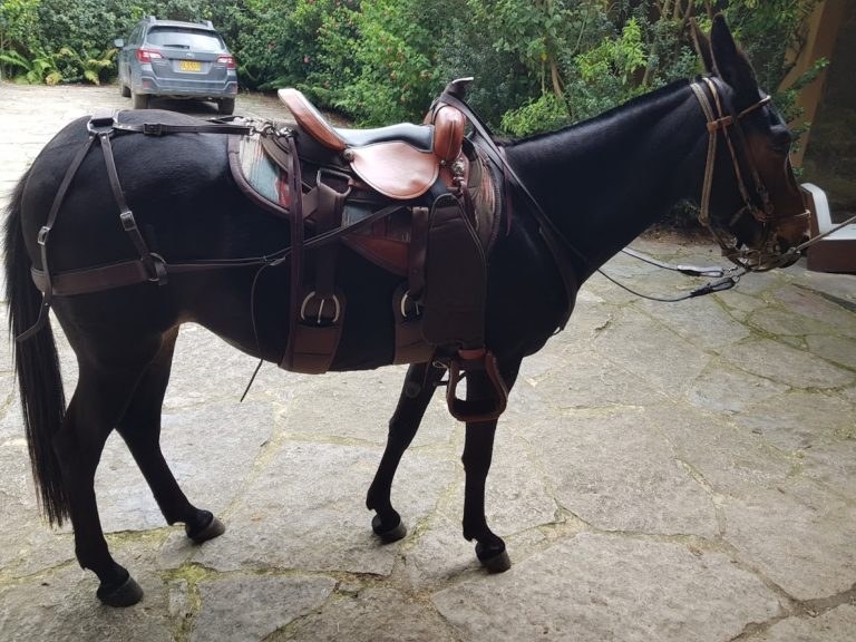 mule-saddle-riding-columbia-5