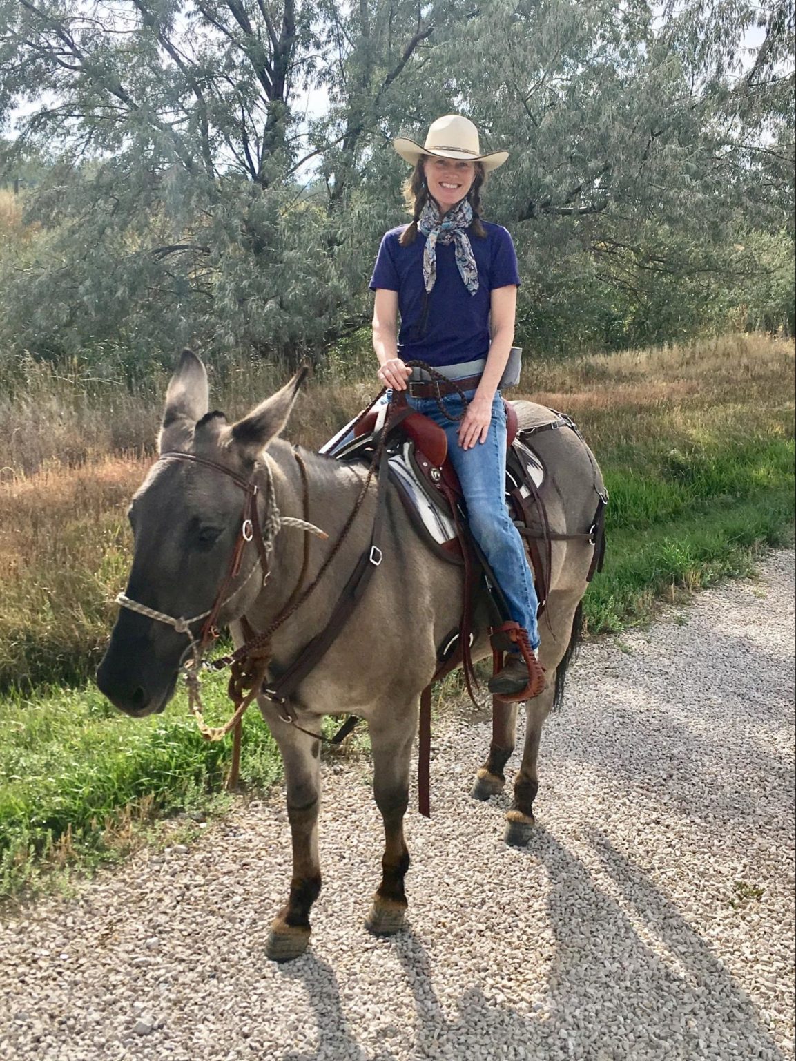 Mules for Sale — How to Buy A Mule or Donkey On Craigslist or At Auction