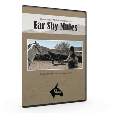 Ear Shy Mule
