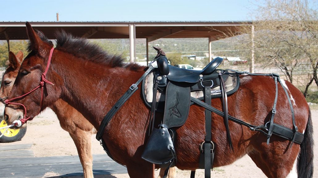 mules saddles horse saddles