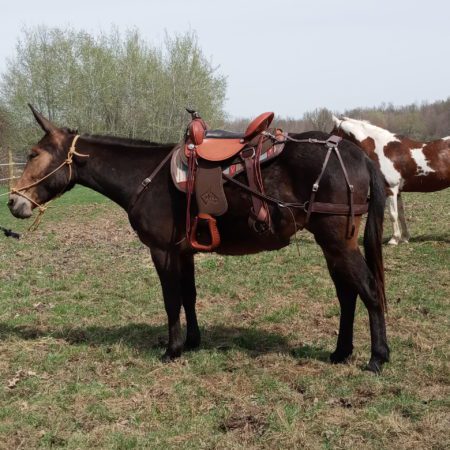Ultimate Saddle Bundle