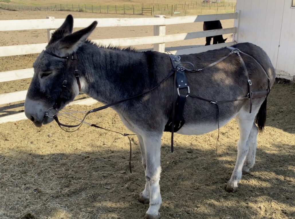 Surcingle Groundwork Kit for Mules and Donkeys Queen Valley Mule Ranch