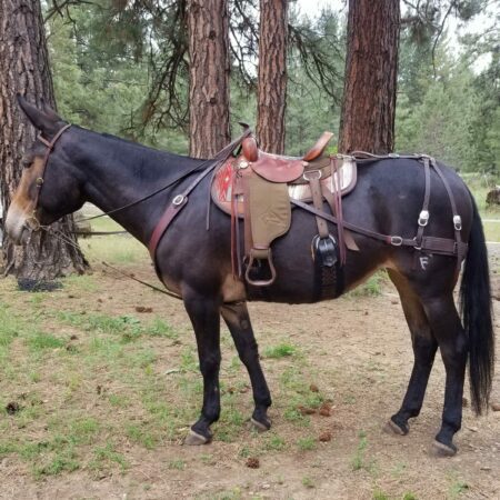 Downhill Hip Saddle Pad