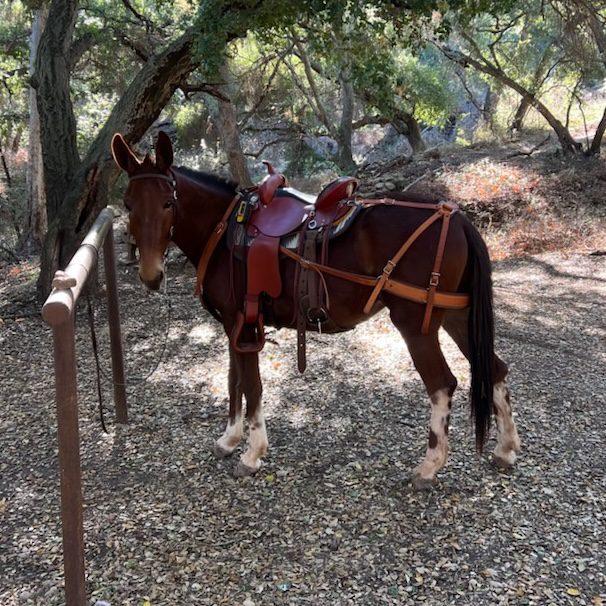 Mule Saddle Pads Designed to Give Your Mule Ultimate Comfort