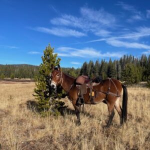 Mule with Mule Saddle