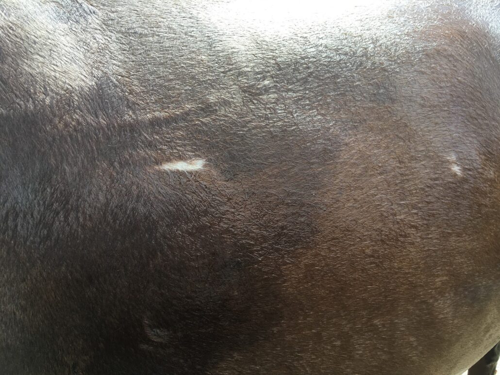 Close up of white marks on a dark mule.