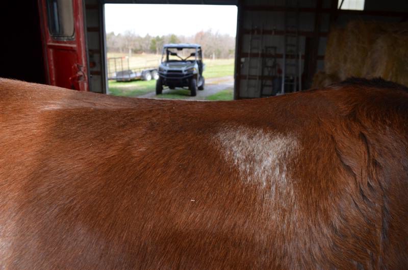 White marks on a brown mule.
