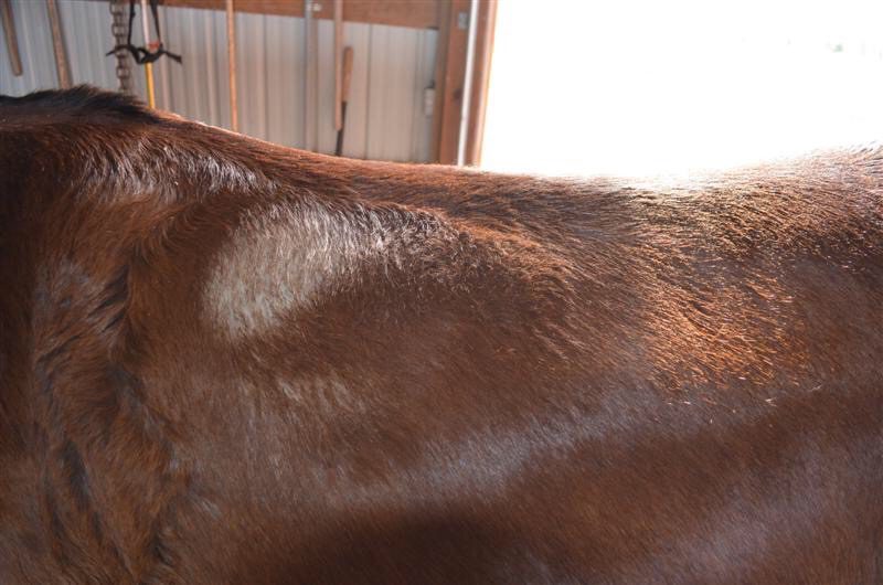 White marks on a brown mule.