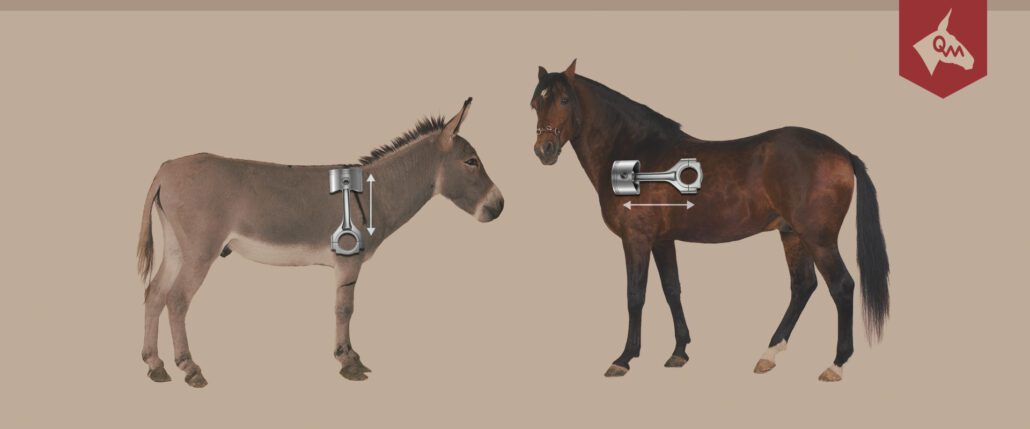 Side-by-side comparison of mule and horse shoulder movement