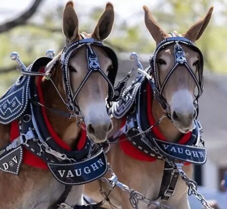 Mule Day in Columbia, TN