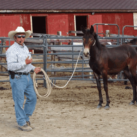 Come-A-Long Rope Masterclass with Steve Edwards