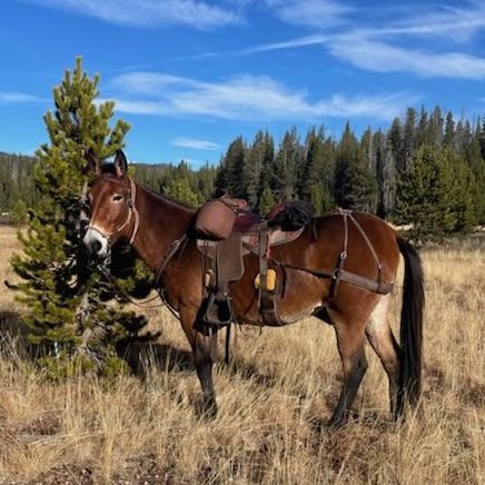 Jeff Weigel Mule Photo