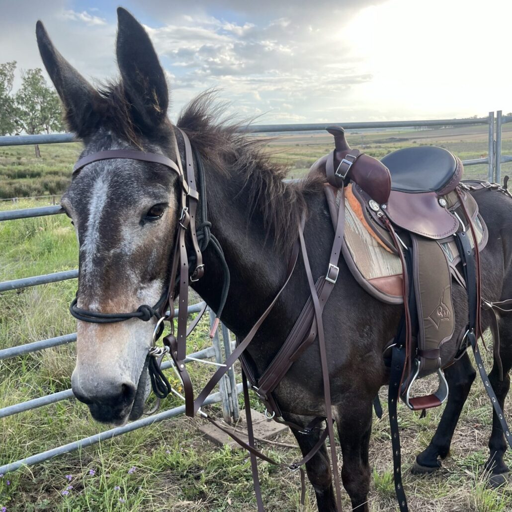 Tamar Smith Mule Photo