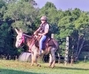 Donkey